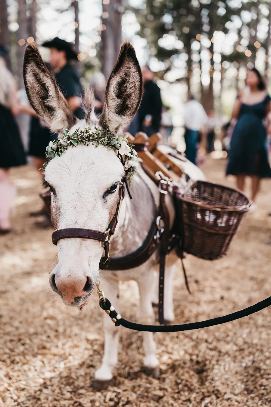 A donkey with flowers in its halter on the reception ground.